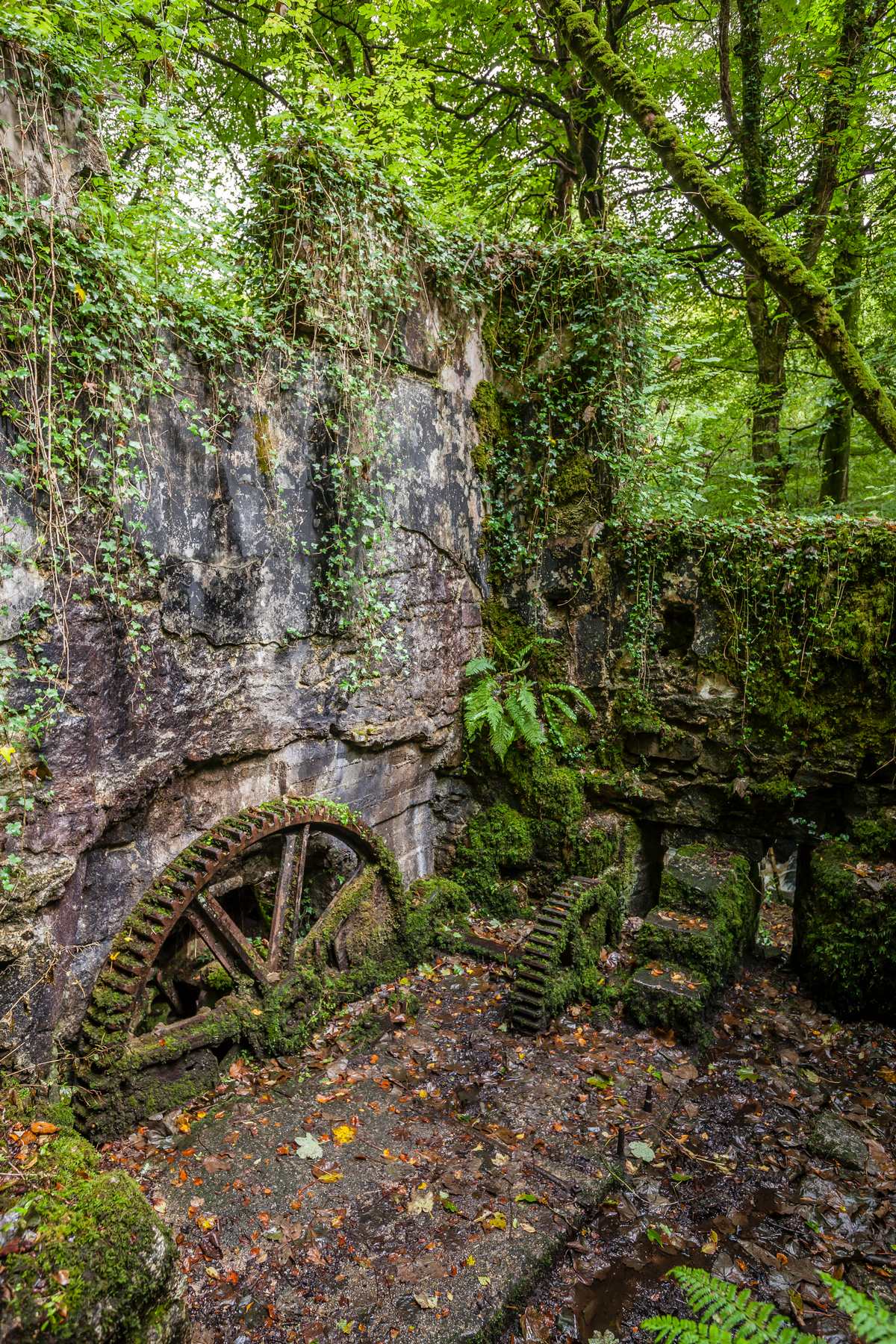 Kennel Vale Powder Mills 2015